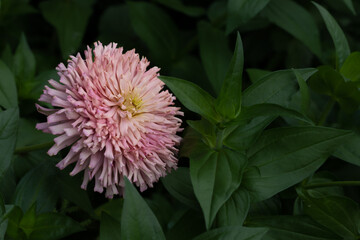 Macro of a beautiful envy pink colored cactus zinnia elegans, multi petaled in a midwest garden wptj a dark background	