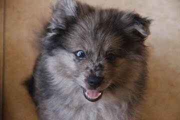 mascota perro perrito bebe plantas flores naturaleza agua marina marino mar paisaje atardecer...