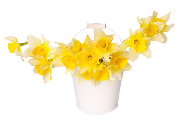Bucket of daffodils isolated on white background