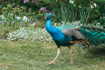 Fototapeta premium A beautiful peacock walks in the park. A peacock in nature has spread a large tail.