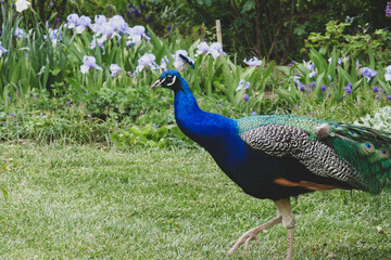 Obraz premium A beautiful peacock walks in the park. A peacock in nature has spread a large tail.