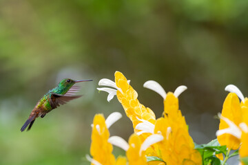 Copper-rumped hummingbird, Amazilia tobaci, flying up to yellow Shrimp plant blooms to feed on them in natural sunlight.