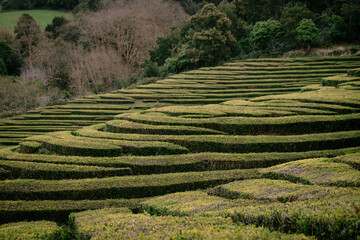 Gorreana Tea Plantation in São Miguel, Azores - Portugal