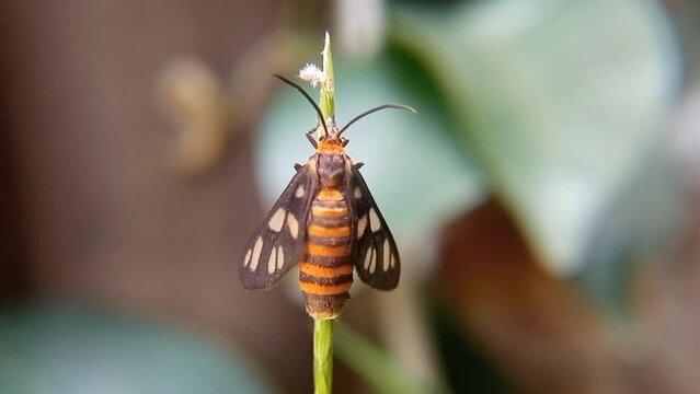 Closeup view of Amata huebneri or commonly known as the wasp moth