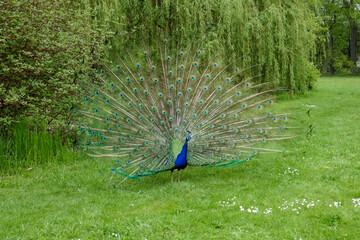Obraz premium A beautiful peacock walks in the park. A peacock in nature has spread a large tail.