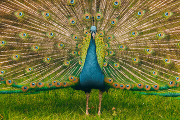 Obraz premium A beautiful peacock walks in the park. A peacock in nature has spread a large tail.