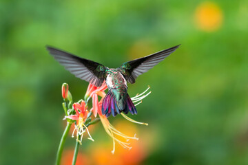 Back of a green and pink Black-throated Mango hummingbird, Anthracothorax nigricollis,  feeding on an orange Guernsey Lily bloom glittering in the natural sunlight in a garden.