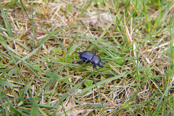 Spring dumbledor (Trypocopris vernalis) beetle