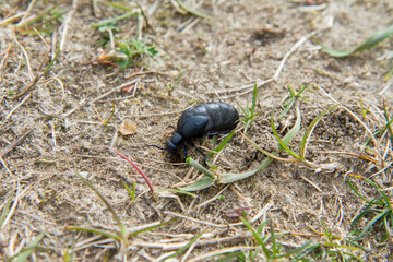 Violet oil beetle (Meloe violaceus) in early spring