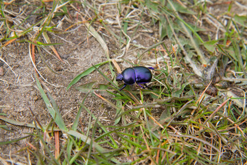 Spring dumbledor (Trypocopris vernalis) beetle