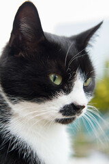 Black and white cat in a garden	
