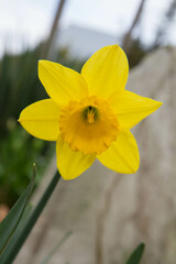 Daffodil flower blooming in a garden