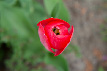 Fototapeta premium Red tulip blooming in a garden in spring