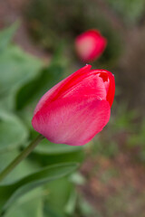 Red tulip blooming in a garden in spring