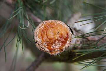 Cross section of a brunch of the black pine, after a part of it was sawed off, with resin visible - obrazy, fototapety, plakaty