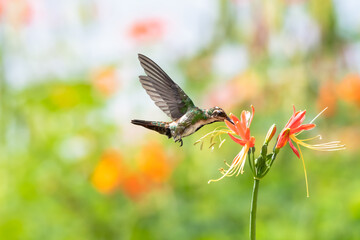 Green and white Black-throated Mango hummingbird, Anthracothorax nigricollis, feeding on an orange...