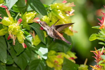 Young Ruby Topaz hummingbird, Chrysolampis mosquitus, flying in a garden surrounded by tropical...