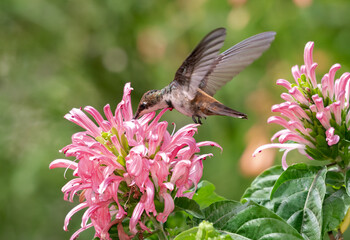 Young, glittering Ruby Topaz hummingbird, Chrysolampis mosquitus, feeding on a tropical pink Jacobina flower in a garden.