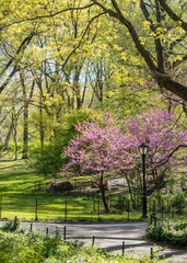 White tulips in Central Park, New York, New York