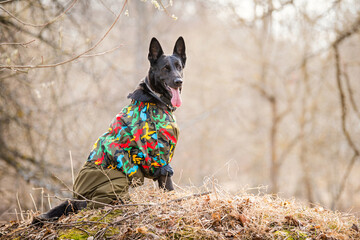portrait of a big black german shepherd walking in overalls. Pet outdoors in the forest.