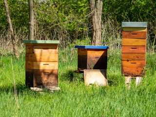 Bee hives among trees.