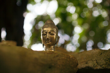 meditating buddha head statue made of bronze jungle background