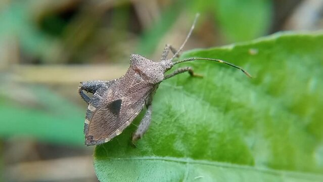 Closeup view of coreus marginatus