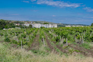 Fototapeta na wymiar View of the vineyard against the background of houses on a hot summer sunny day