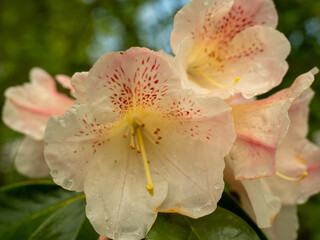Rhododendron maximum in dew drops.