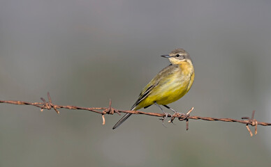 Yellow Wagtail - Motacilla flava, Greece