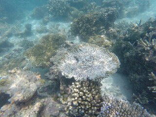 Underwater in the Indian Ocean. Coral reefs and their inhabitants. Azure clear water. Turquoise blue background.