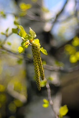 catkins on the branch in spring
