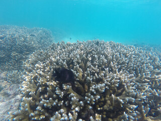 Naklejka na ściany i meble Deep in the Indian Ocean. Coral reefs and its inhabitants.