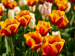 Multicolored tulips. Tulips of different colors. Flowerbed of tulips.