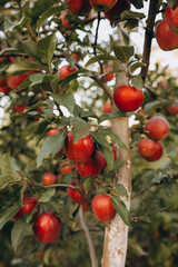 Red ripe apples on a tree