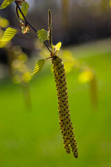 catkins on the branch in spring
