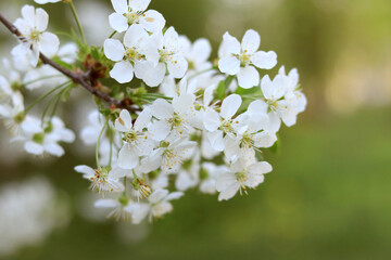 Selective focus of beautiful branches of white cherry plum blossoms on the tree