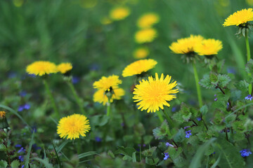 Bright yellow dandelions on the grass. Spring flowers in the meadow