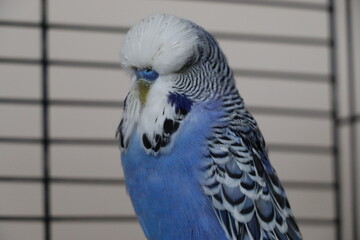 blue and white parrot