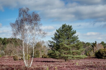 The nature reserve Lueneburg Heath is a landscape with many faces and has a very special charm in...