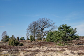 Spring in the Lueneburg Heath. The spring sun warms the heath-covered areas and the birdsong...