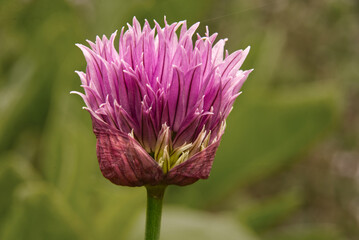 : Isolated Head of a Chive. Pieris rapae