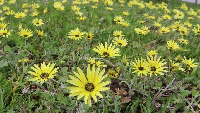 Arctotheca calendula,capeweed,plain treasureflower,cape dandelion or cape marigold flowering 
plants with bright yellow flowers on the wind in Luarca,Asturias,Spain