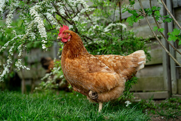 Eine glückliche Henne steht im Garten
