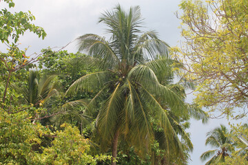 Fototapeta na wymiar Coconut tree against the blue sky