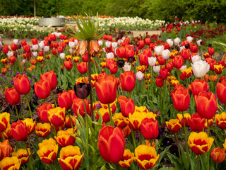 Fototapeta premium Multicolored tulips. Tulips of different colors. Flowerbed of tulips.