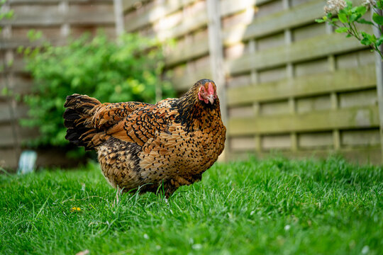 Ein deutsches Reichshuhn steht im Garten