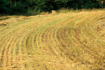 Harvesting crops, freshly cut stubble. Mowed wheat or rye
