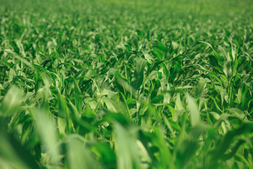 Corn grows in the field, ripening corn in the summer season.