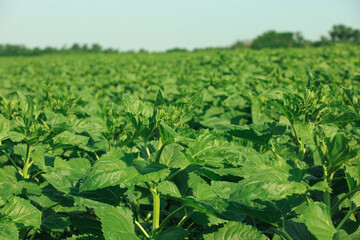 Sunflower grows in the field before flowering on a sunny day